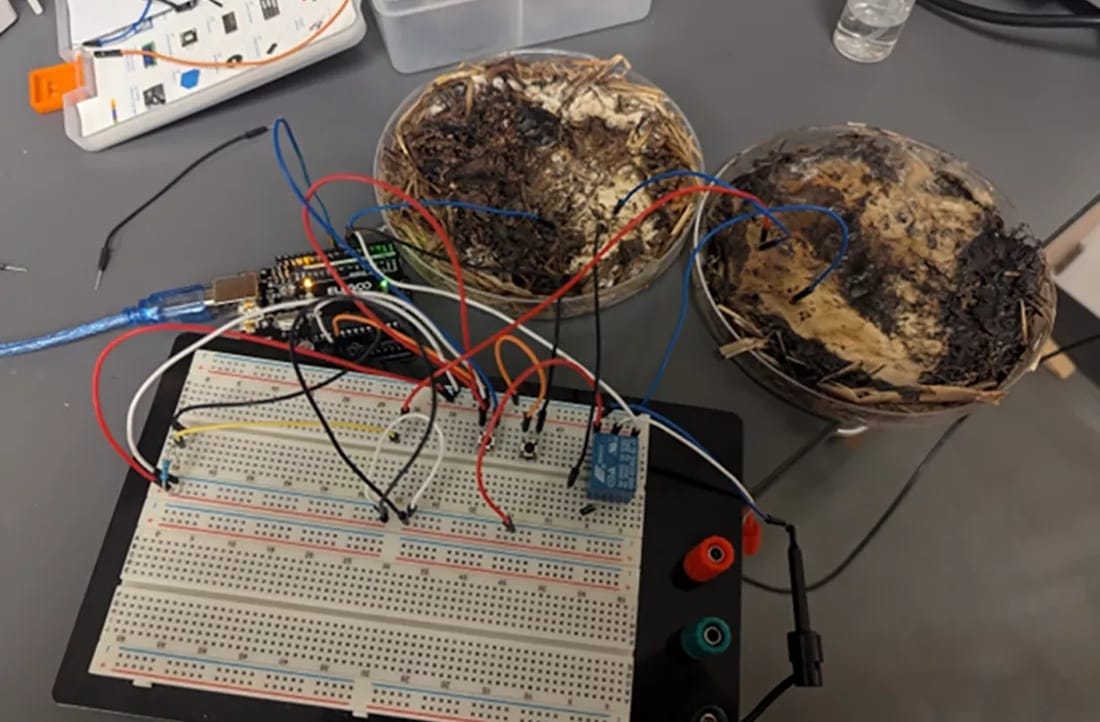 bilim-insanlari-mantarlarda-yasayan-bellek-cipi-uretti-1-ChuKAhkE Bilim insanları, mantarlarda yaşayan bellek çipi üretti