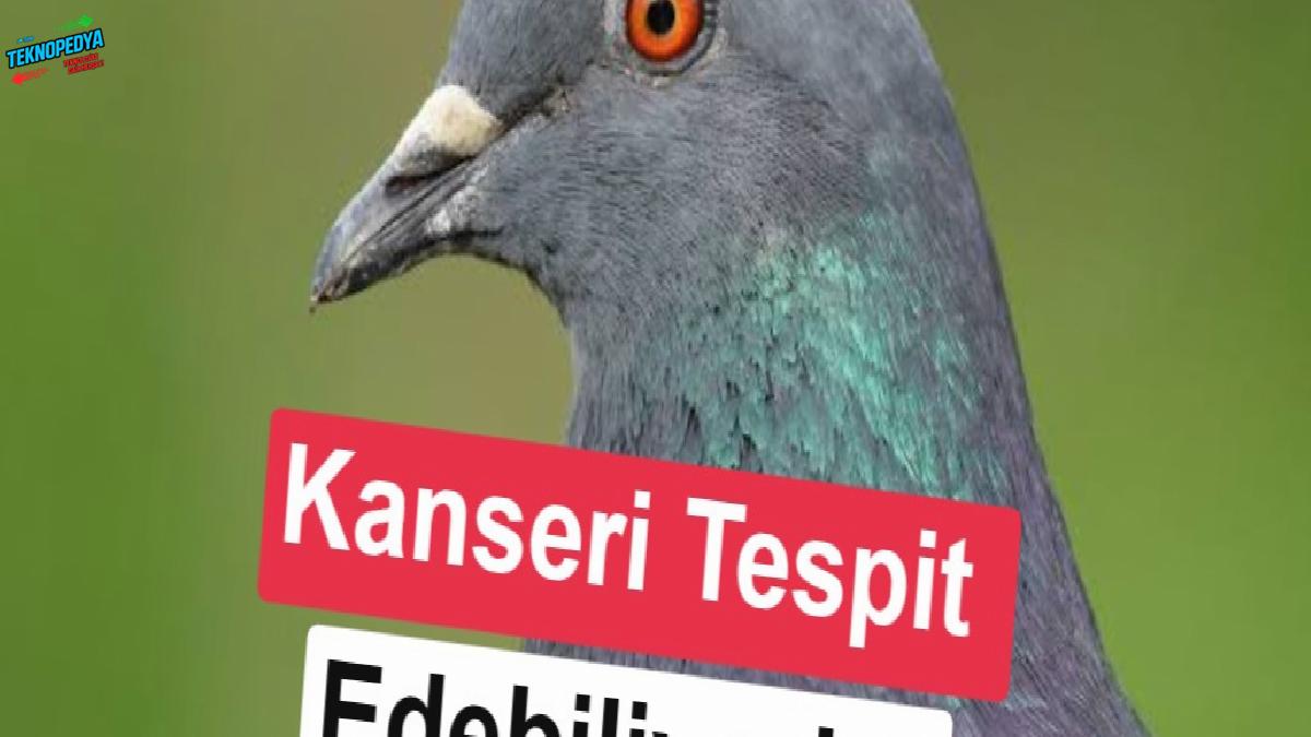 Bilim insanlarını şaşırtan keşif: Güvercinler kanseri ayırt edebiliyor