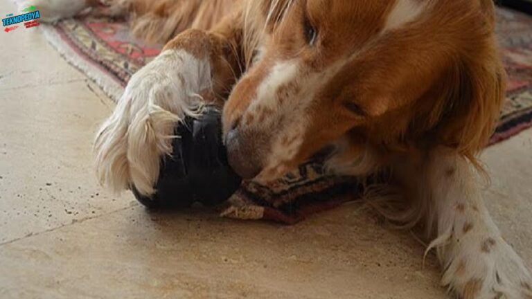 Köpeğiniz solak mı, sağlak mı? İşte bunu anlamanızın en kolay yolu!