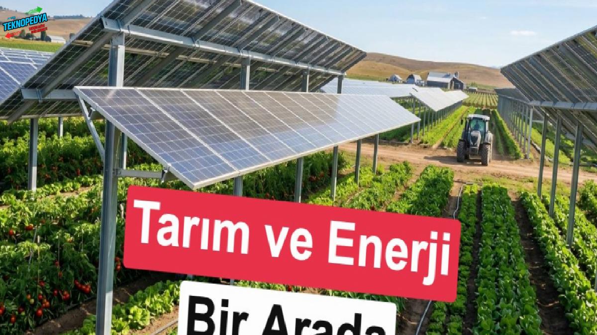 Samsun’da agrivoltaik tarım: GES alanında hem güç hem tarım üretimi