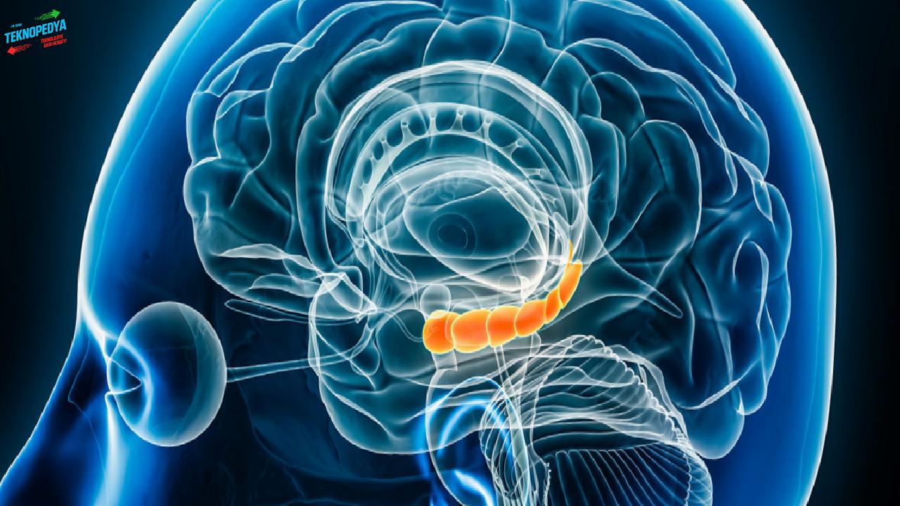 Travmanın beyindeki hormonal şifreleri çözüldü