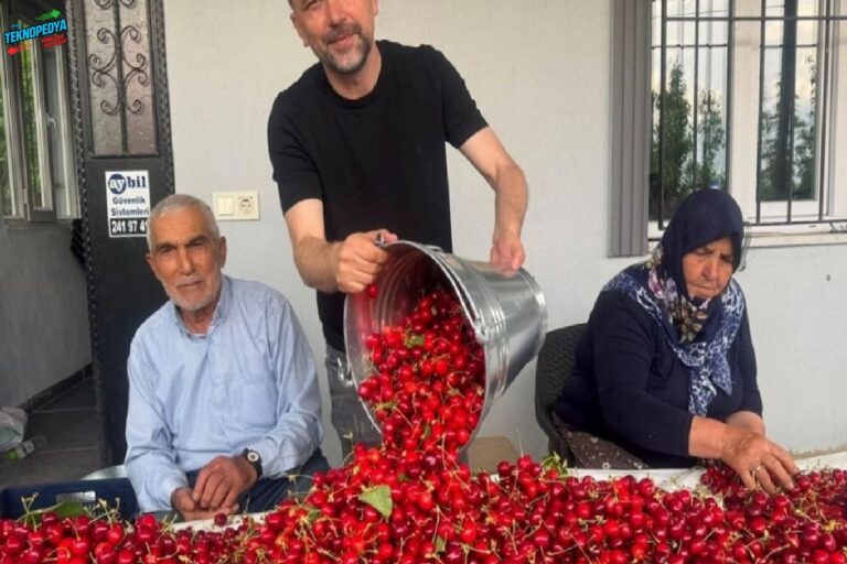 Türkiye kirazda rekor ihracata hazırlanıyor