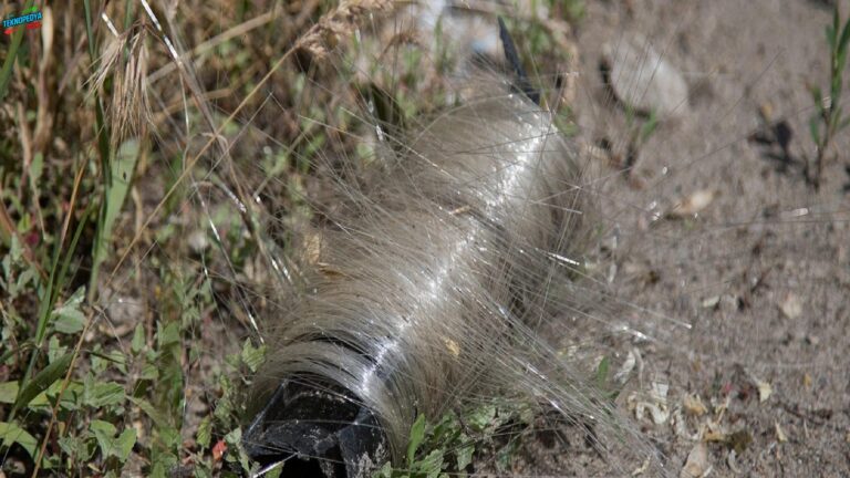 Ukrayna’da kuşlar yuvalarını dronların fiber kablolarıyla örüyor