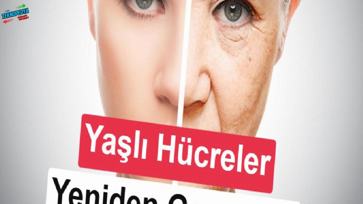 Yaşlanan hücreler geriye sarılabilir mi? Birinci insan testi başladı