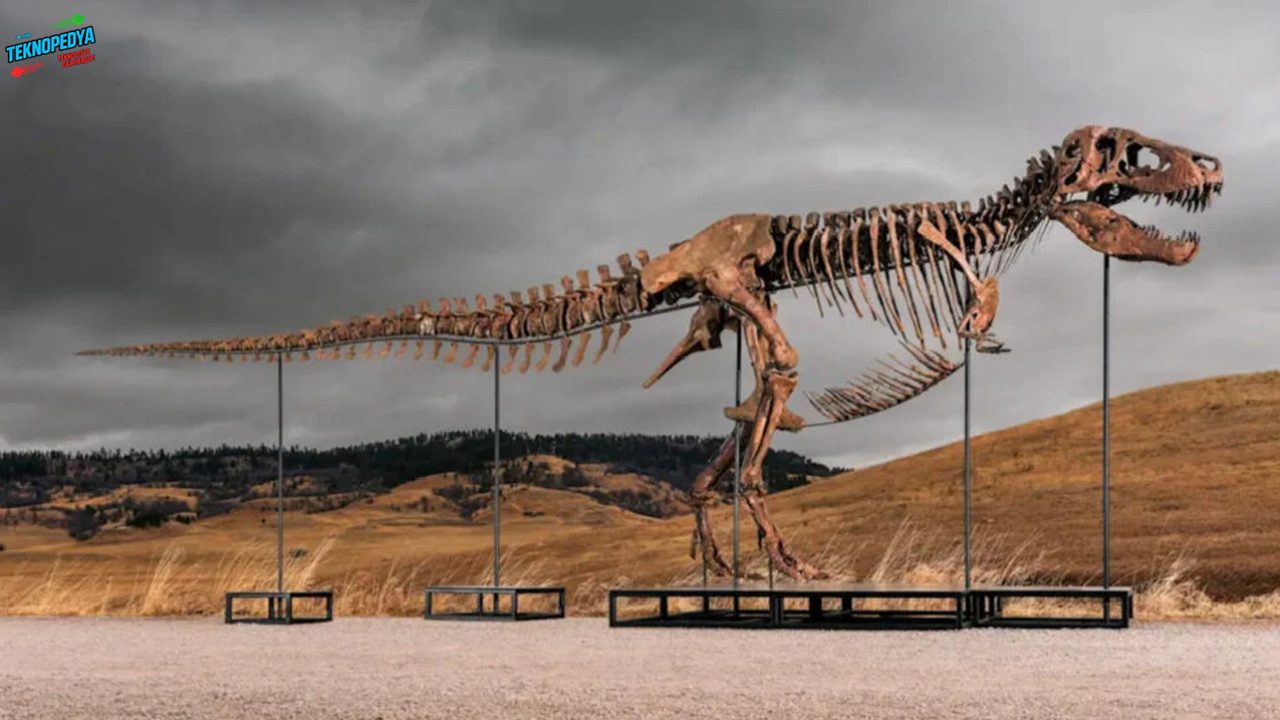 70 milyon yıllık T-rex iskeleti açık artırmaya çıkıyor: İşte fiyatı…