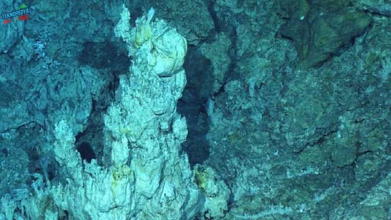 Atlantik’in 1.3 kilometre altındaki devasa doğal ağ