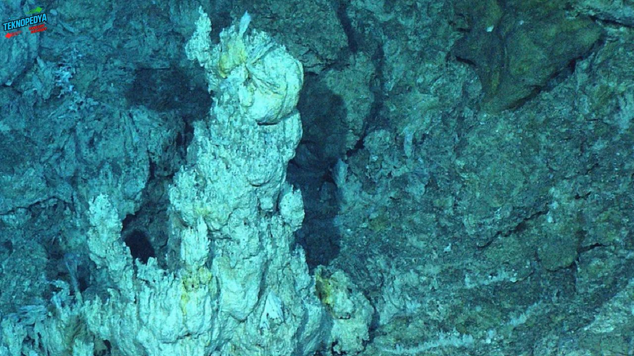 Atlantik’in 1.3 kilometre altındaki devasa doğal ağ