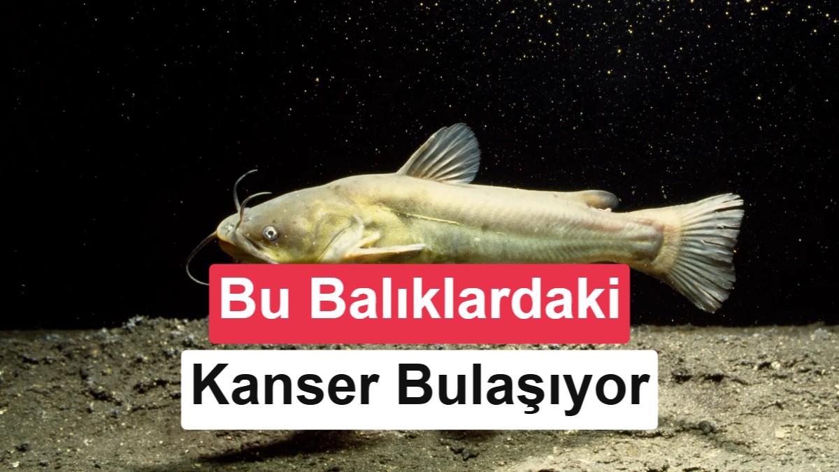 Balıklarda Kaydedilen İlk Bulaşıcı Kanser: Genetik Analizler Şaşırtıyor
