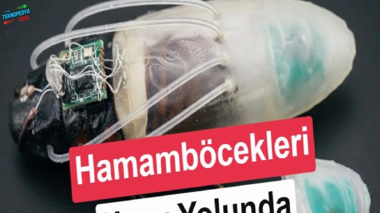 Bilim insanları hamamböceklerini amfibi askerlere dönüştürdü: Asıl gaye uzay!