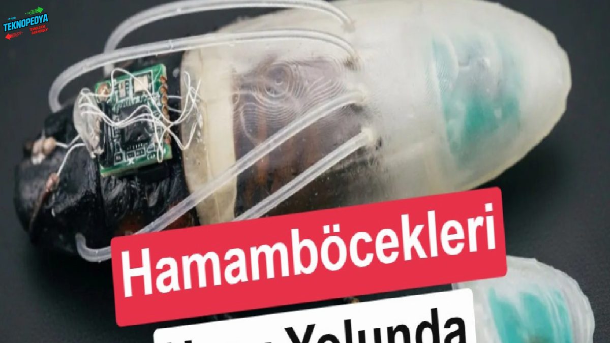 Bilim insanları hamamböceklerini amfibi askerlere dönüştürdü: Asıl gaye uzay!