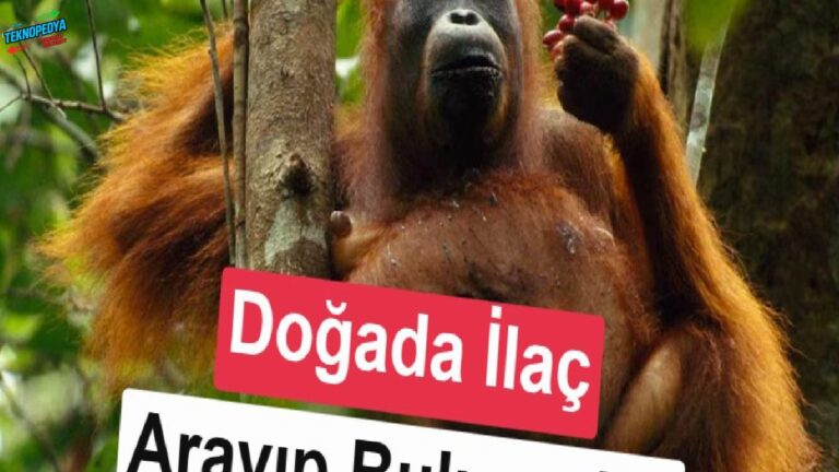 Bilim insanlarından şaşırtan keşif: Orangutanlar şifalı bitkileri tedavi için kullanıyor