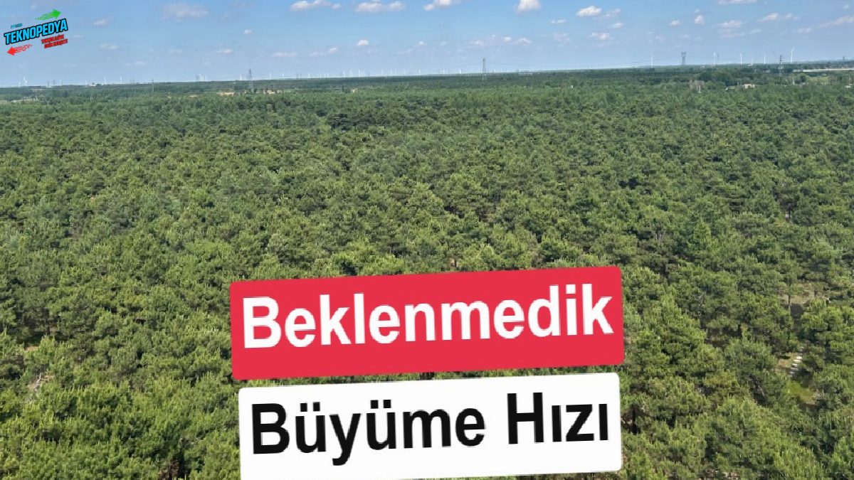 Çin’in diktiği 66 milyar ağaç herkesi şaşırttı: Daha süratli büyüyorlar