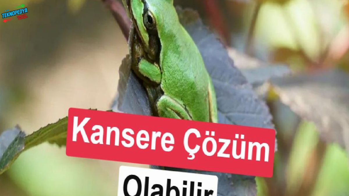 Kanser tedavisinde yeni umut: Kurbağadan alınan bakteri, tümörleri tek dozda yok etti