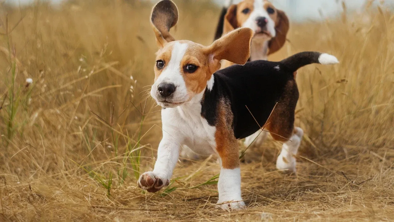 Alerji Hastalarına Müjde: Genetiği Düzenlenmiş İlk Özel Yavru Köpek Doğdu