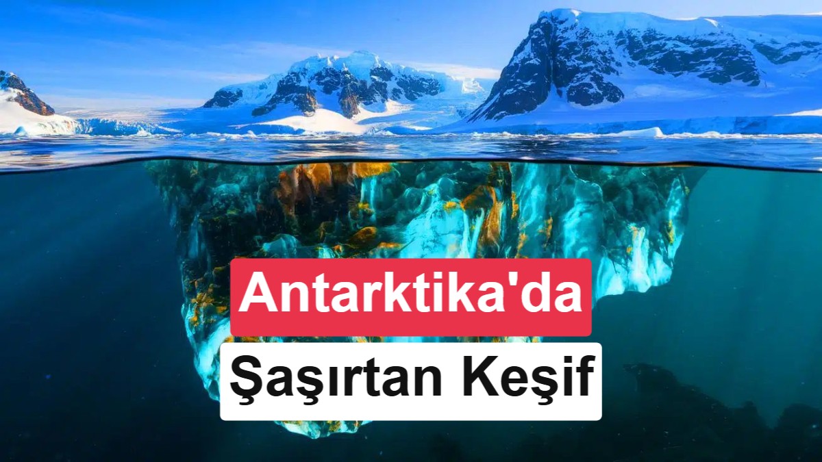 Antarktika’nın Gizli Dünyası: Bilim İnsanları Dev Bir ‘Balık Şehri’ Buldu