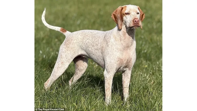 Birleşik Krallık’ta Safkan Köpek Listesine İki Yeni Cins Eklendi