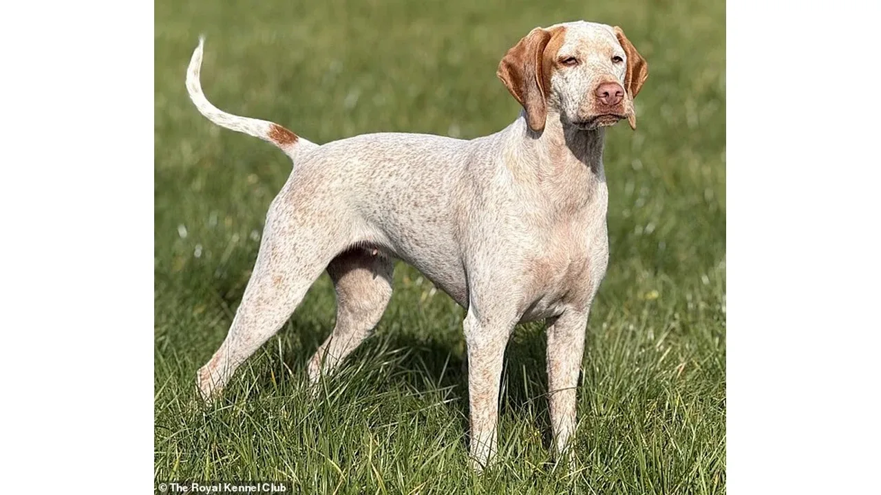 Birleşik Krallık’ta Safkan Köpek Listesine İki Yeni Cins Eklendi