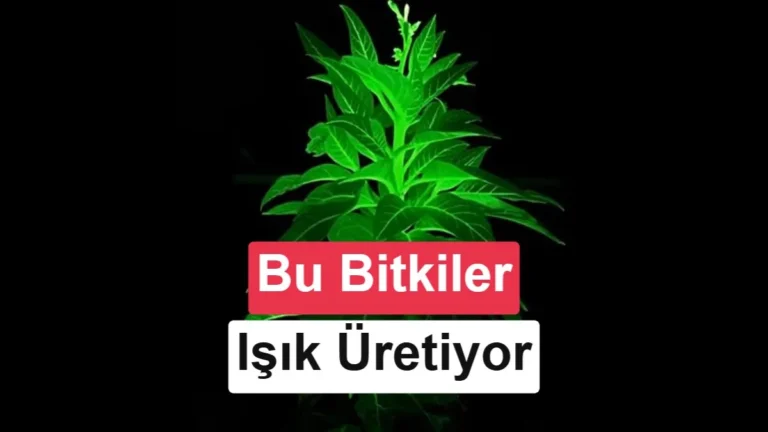Bitkiler Kendi Işığını Üretiyor: Geceleyin Parlayan Bitkilerle Şehirlerin Işıklandırılması