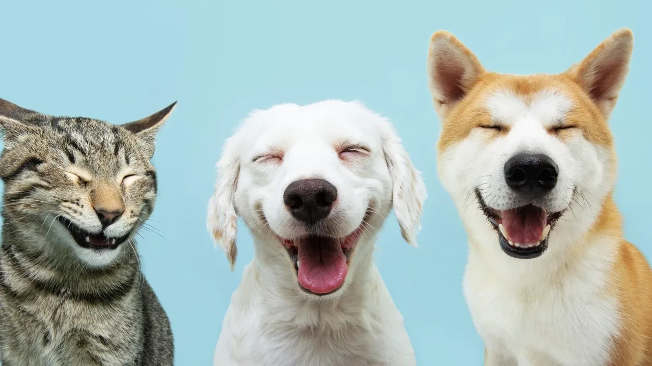 Köpeğiniz size bakıp göz kırpıyorsa, nedeni bu olabilir