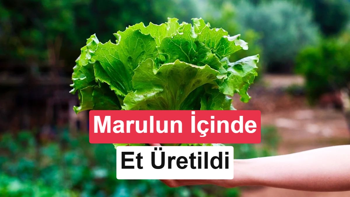 Marul ve Tütün Bitkilerinde Genetik Değişikliğe Uyumlu Ete Karakteristik Protein Üretiliyor