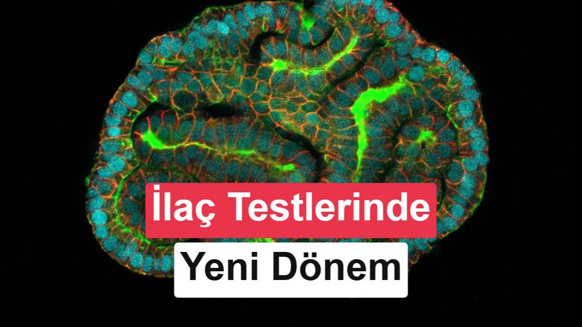 İnsan Dokuları ile İlaç Testlerinde Yeni Bir Dönem: Farelerin Yerini Alacak mı?