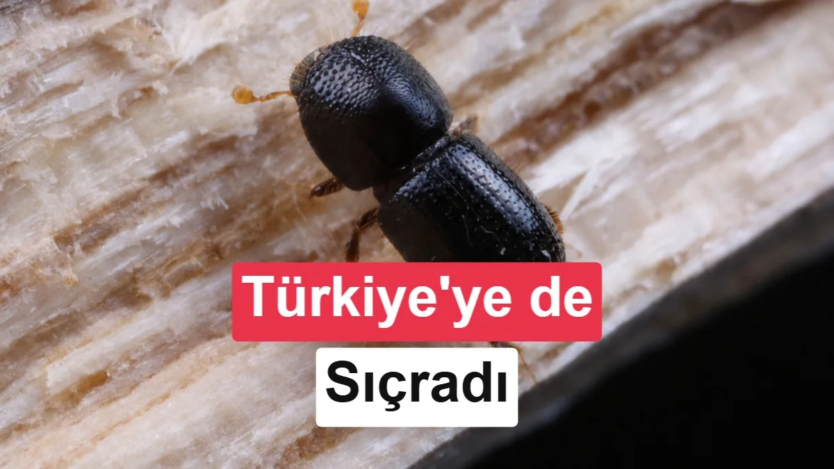 İstila Eden Böcek, Binlerce Ağacı ve Ekonomiyi Tehdit Ediyor