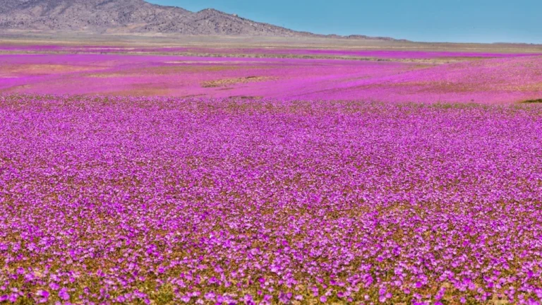 Atacama Çölü’nde Yeniden Çiçekler: Kuraklık Yerine Renkli Manzara