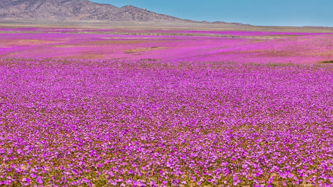 Atacama Çölü’nde Yeniden Çiçekler: Kuraklık Yerine Renkli Manzara