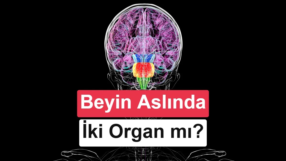 Bilim Dünyasında Yeni Tartışma: İnsan Beyni İki Farklı Gelişimsel Kökenden Oluşuyor mu?