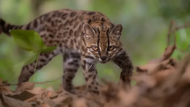 Boyuyla Dikkat Çekiyor: Tamamen Yeni Bir Kedi Türü Belirlenmiş
