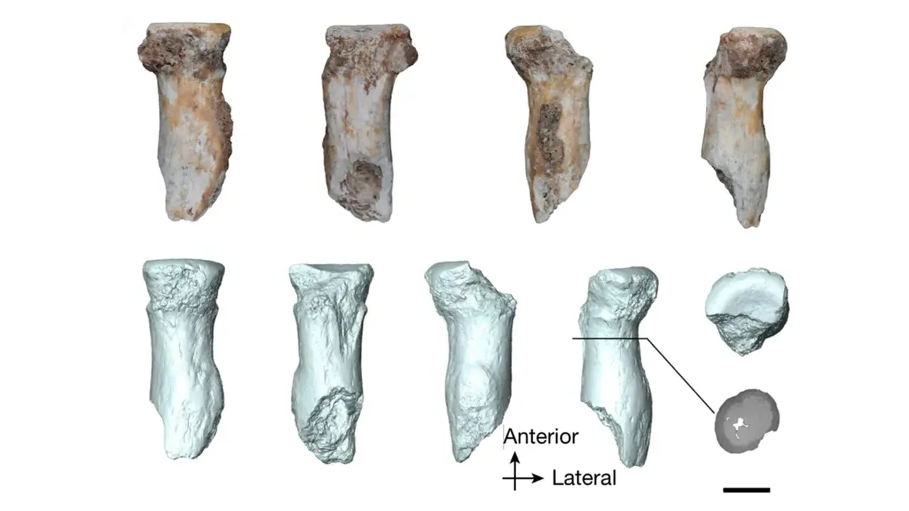 Denisovalıların İlk Ön Kol Kemiği Yunnan’daki Bianfu Mağarasında Bulundu
