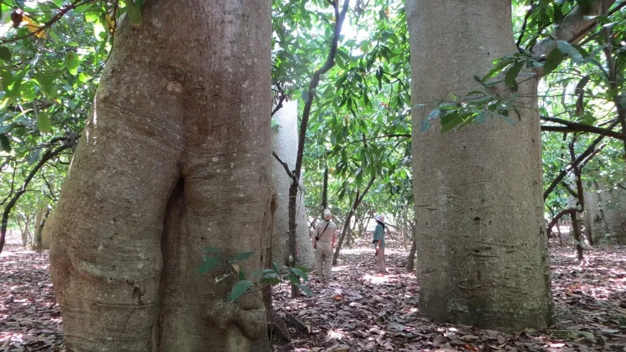 Genetik Araştırma Baobab Türlerini Yeniden Tanımladı
