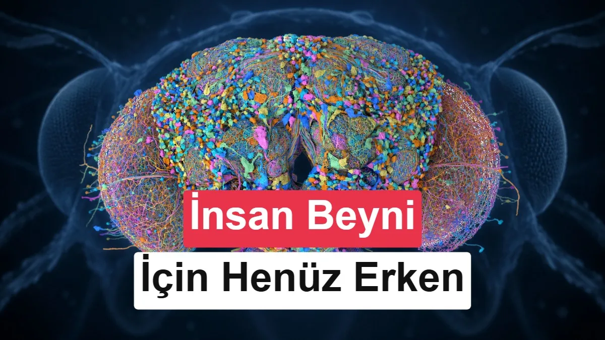 Meyve sineğinin beyni ve sinir sistemi ilk kez haritalandı: İlk keşif şaşırtıcı