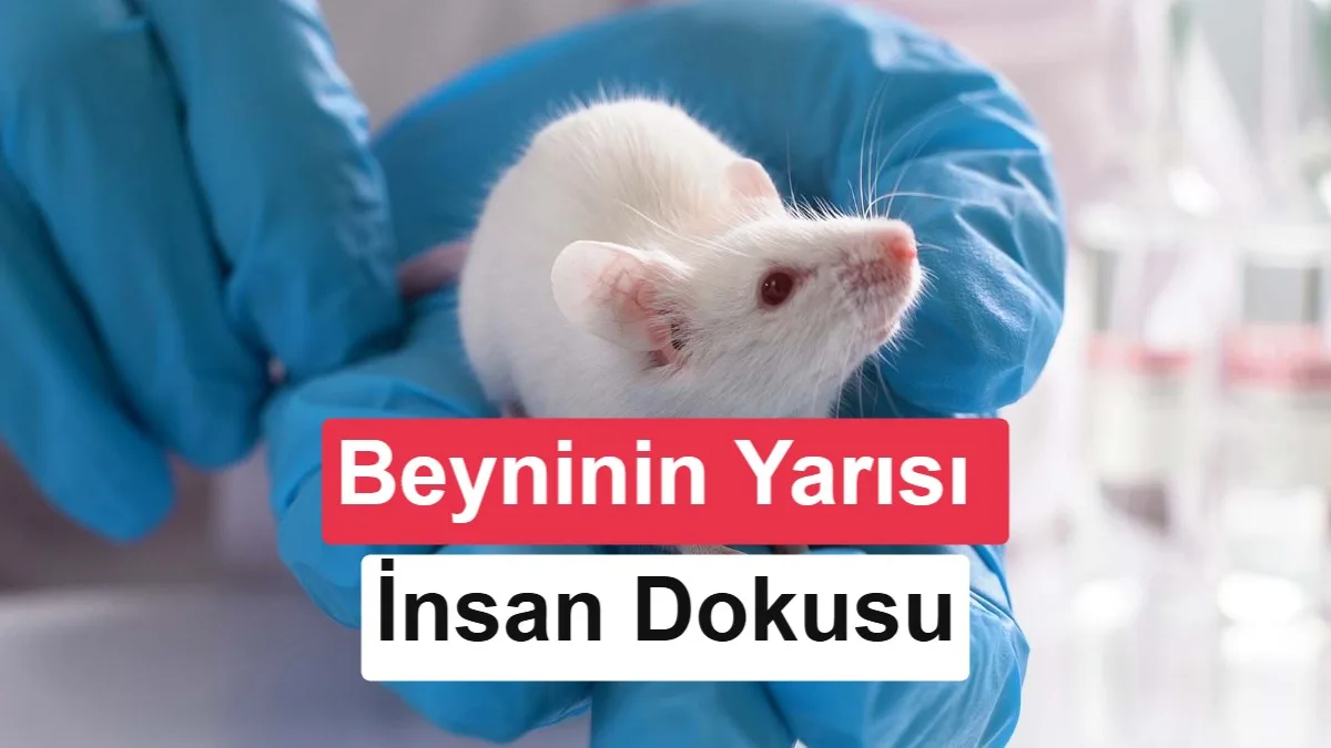 İnsan Beyin Hücreleri Fare Korteksine Entegre Edildi: Bilimde Yeni Bir Adım