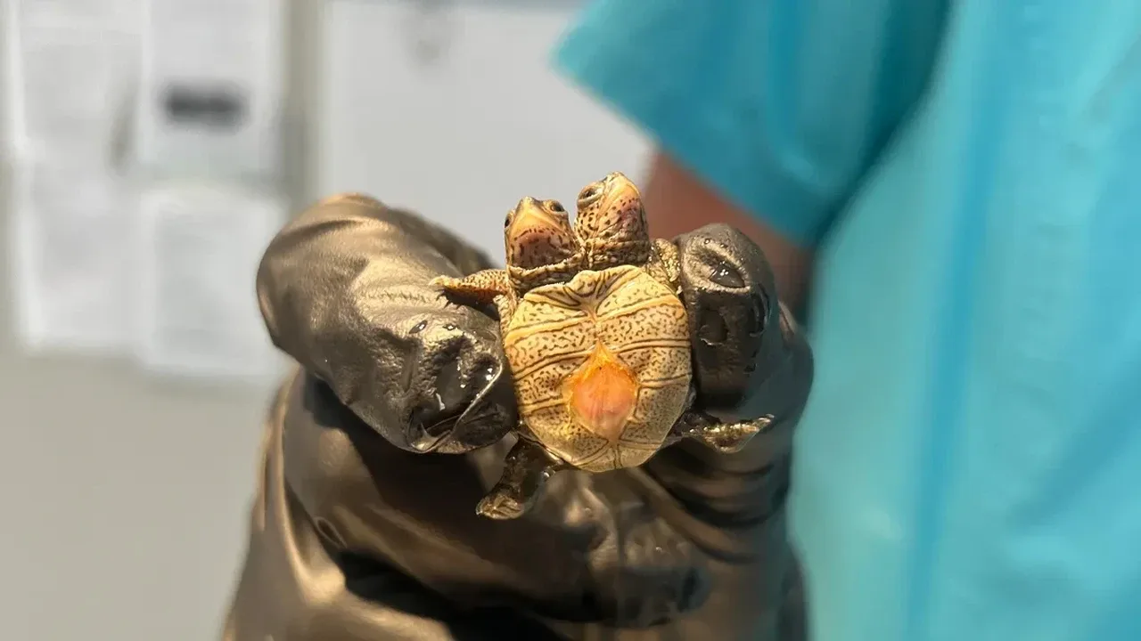 Sadece 5,2 gram ağırlığında: İki Başlı Kaplumbağa Korumaya Alındı