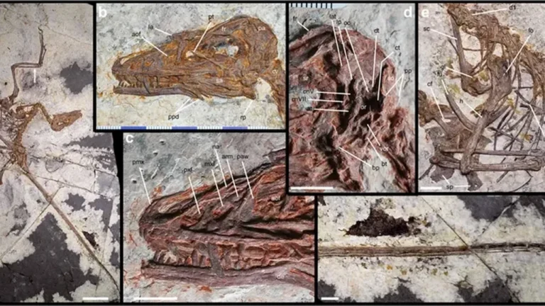 Sadece 53 santim: Dört kanatlı dinozor, uçuşun bağımsız evrimini gösteriyor