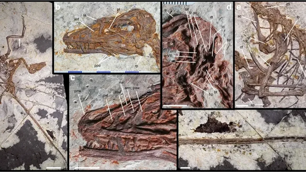 Sadece 53 santim: Dört kanatlı dinozor, uçuşun bağımsız evrimini gösteriyor
